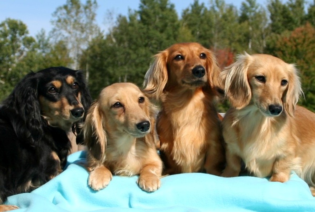 Miniature Dachshund Breed Information History, Health, Pictures, and more